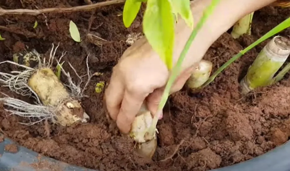 How to Grow Sugarcane 