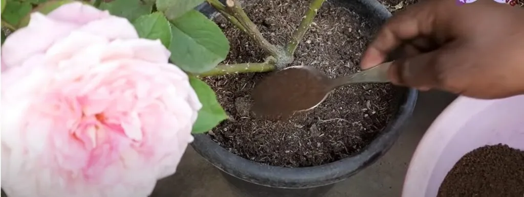 How to Reuse Leftover Tea