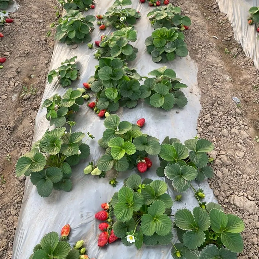 Strawberry Farming