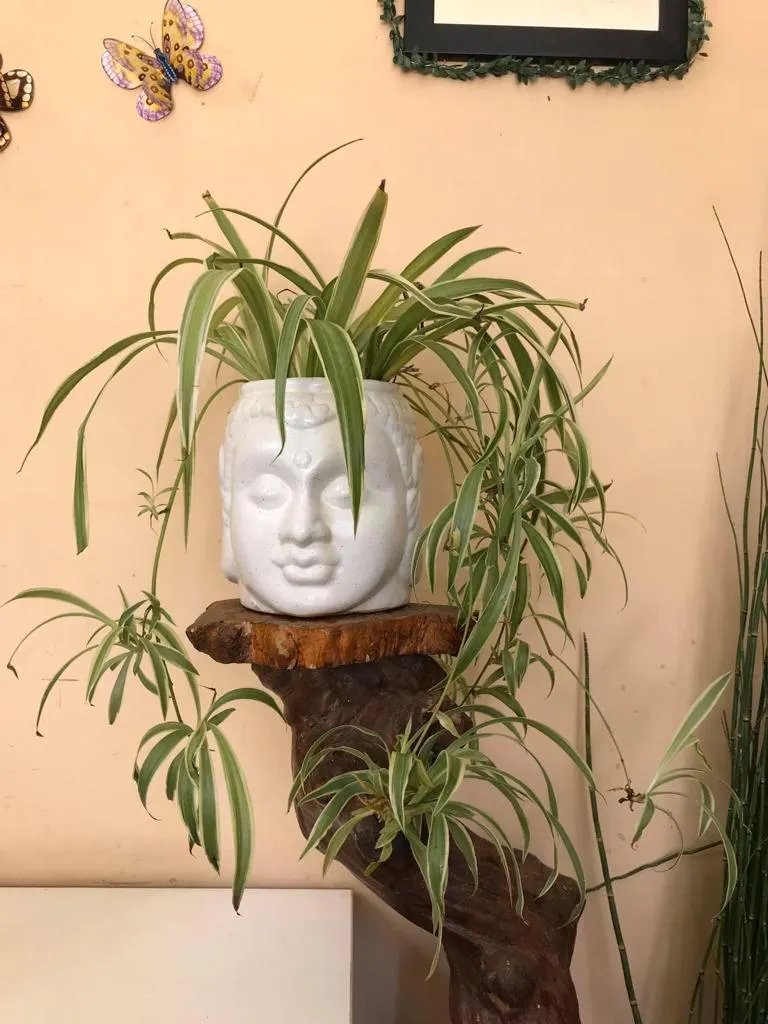 Spider Plant