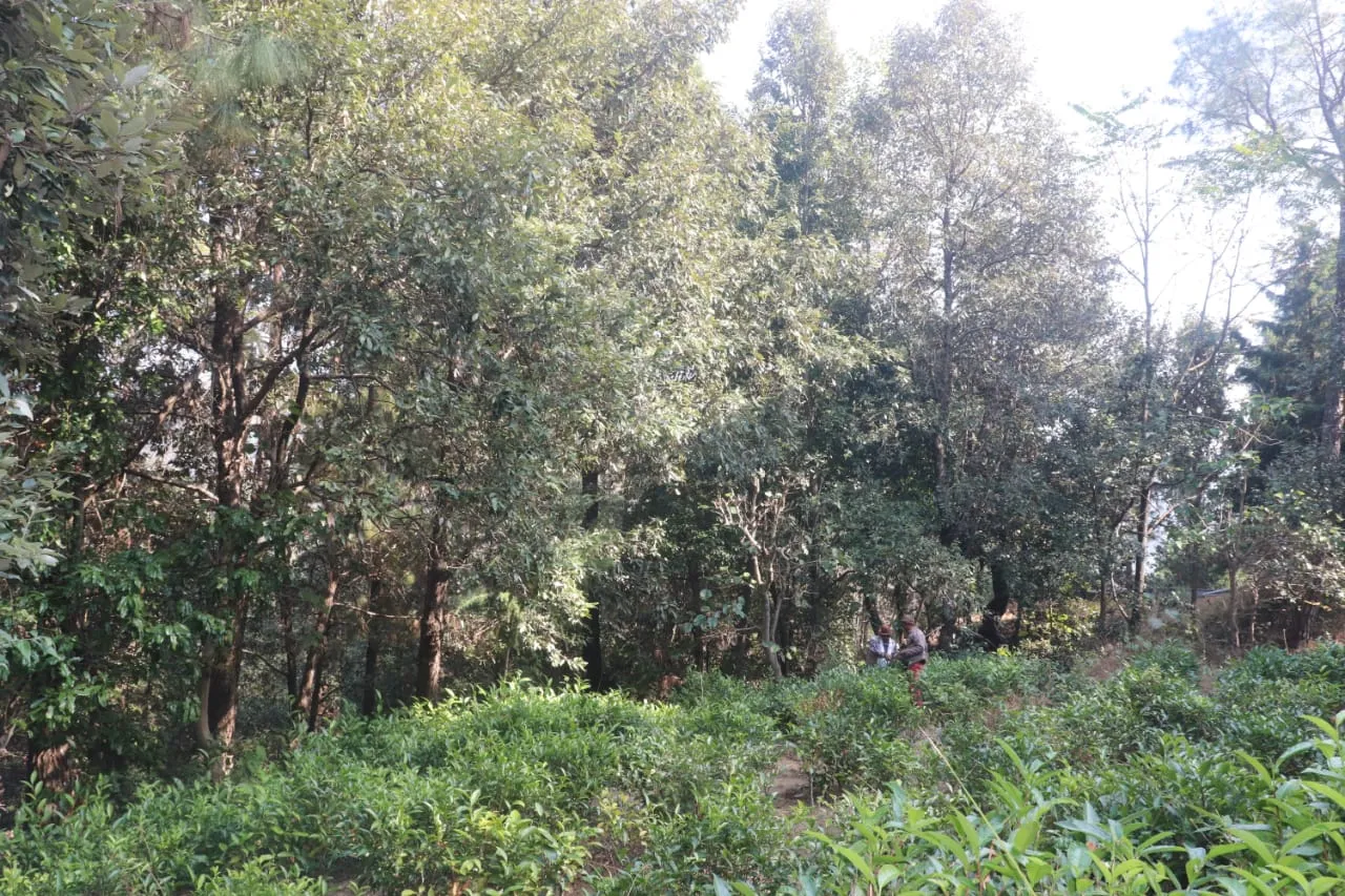 planting trees