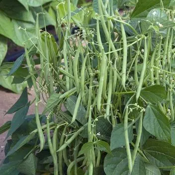 Summer Vegetables