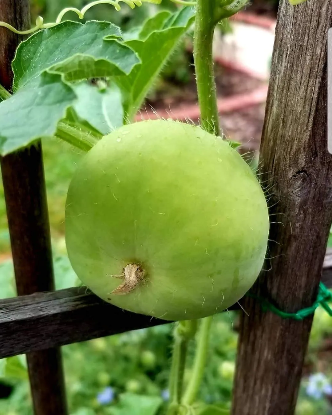 Grow Summer Vegetables