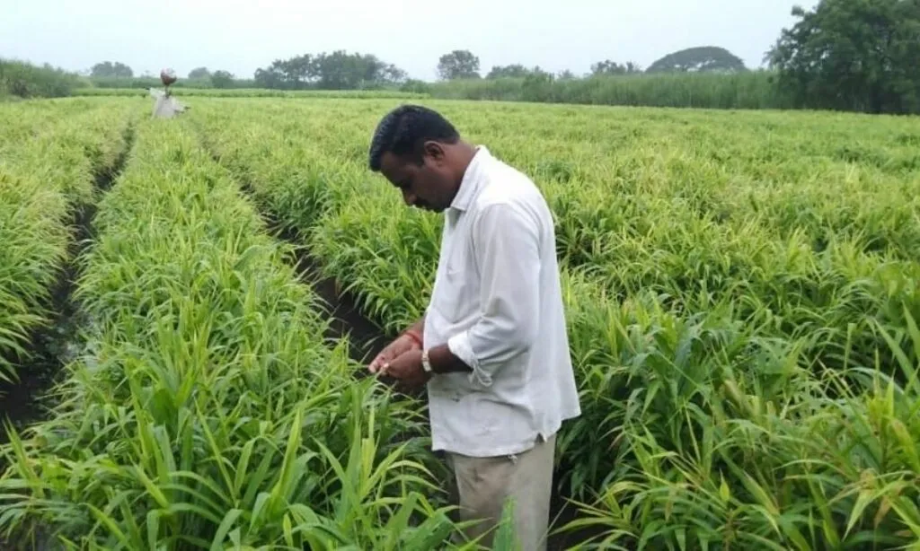 Sugarcane Crop 