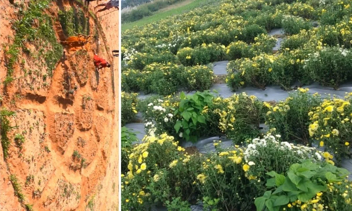 Organic Farming