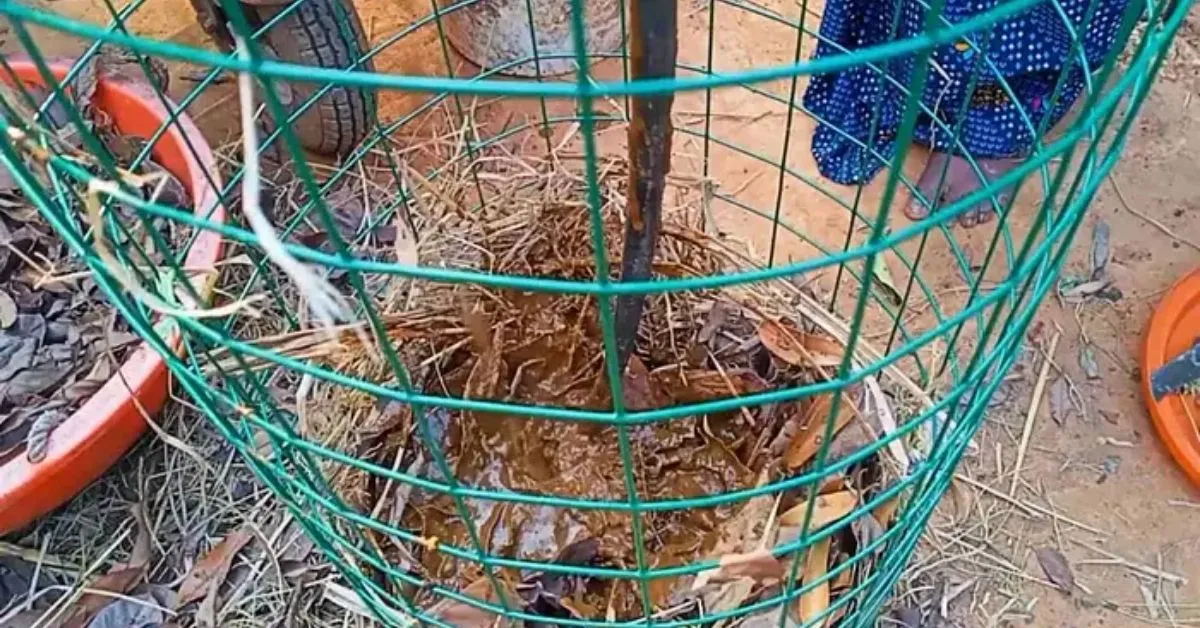 Grow Veggies With Dry Leaves