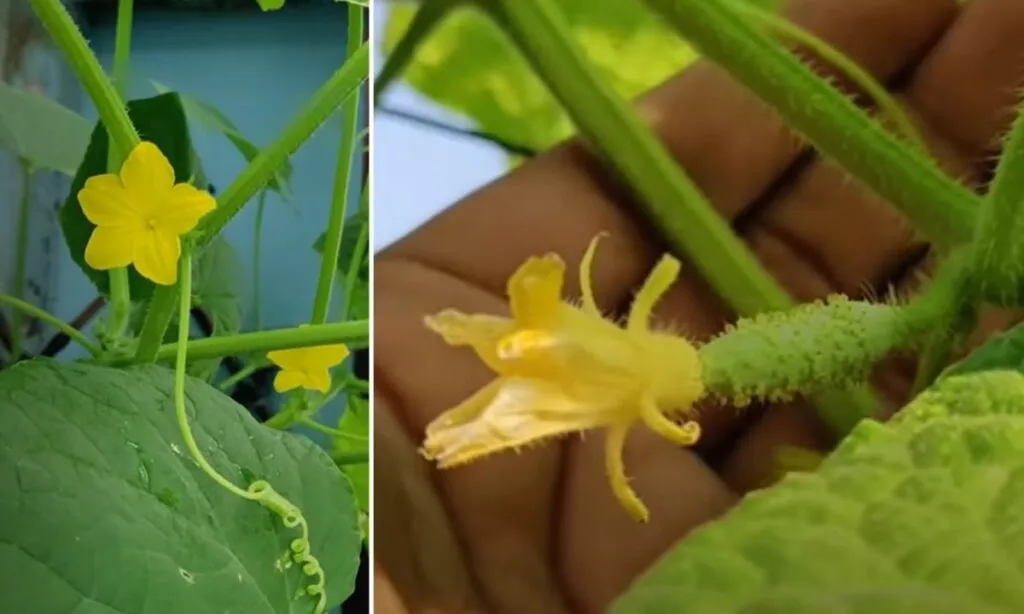 How to Grow Cucumber