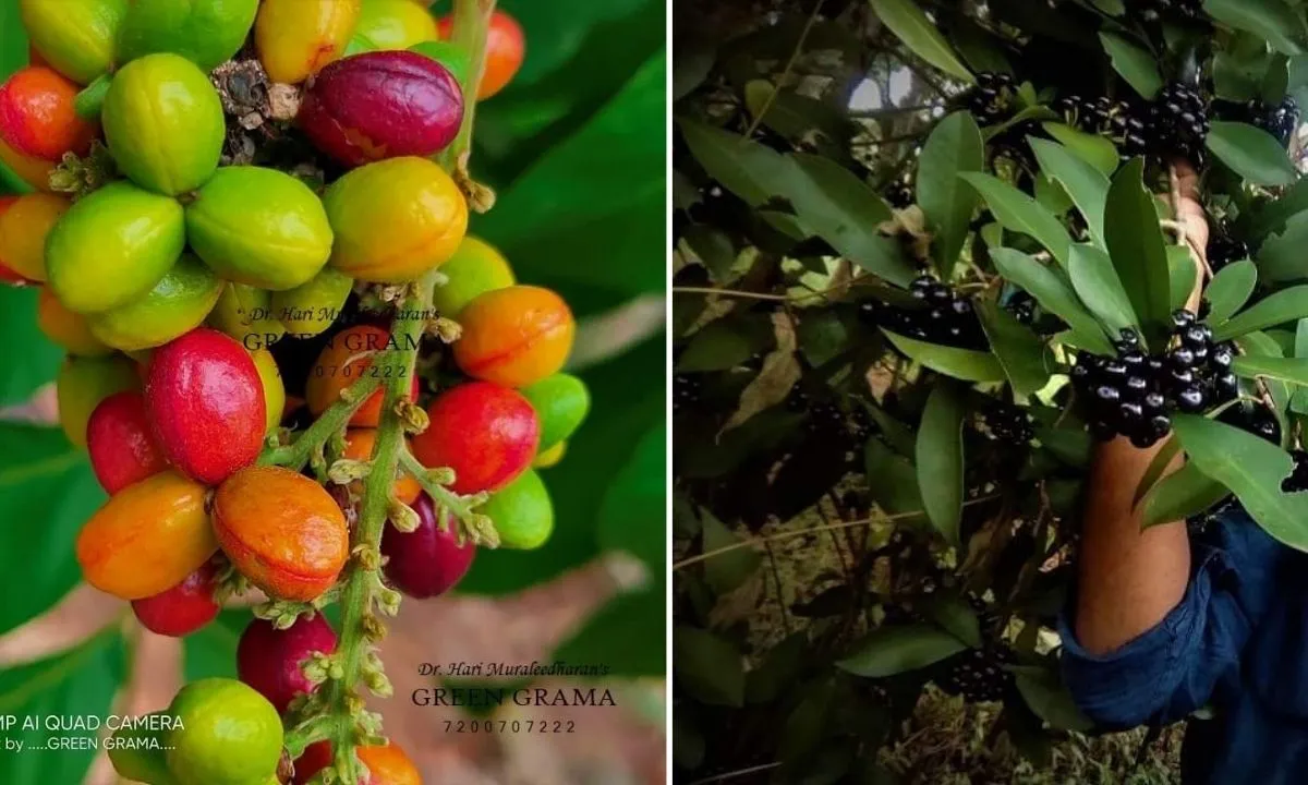 Exotic Fruits Farming