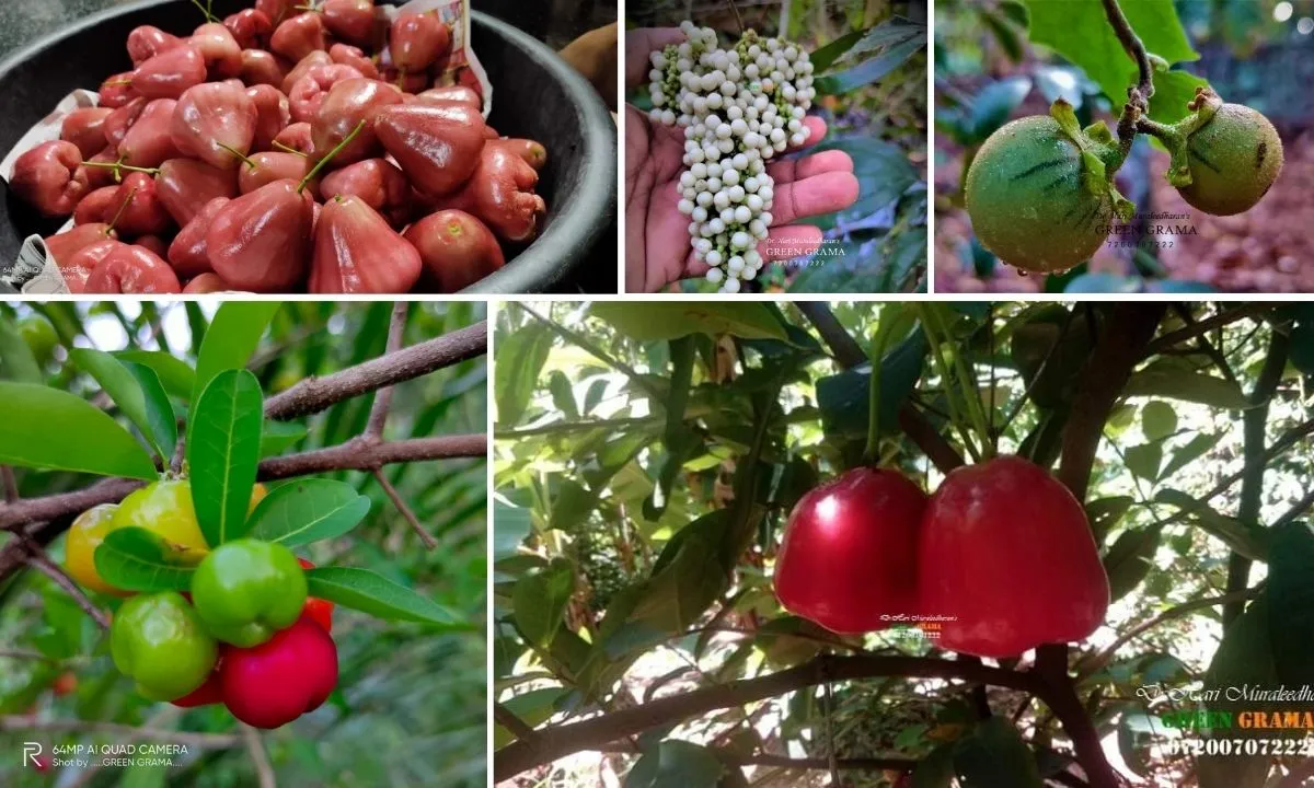 Exotic Fruits Farming