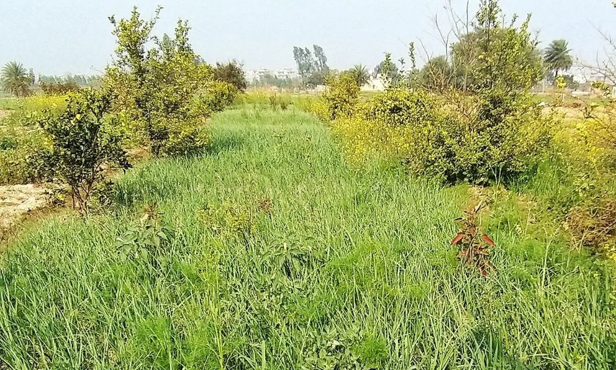 Natural Farming