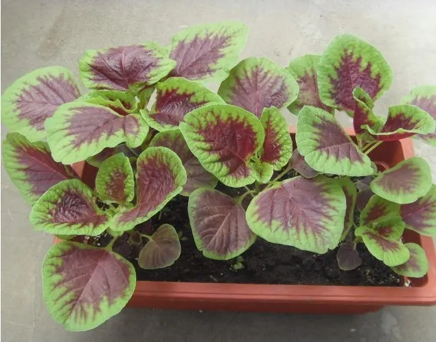 Grow Summer Vegetables