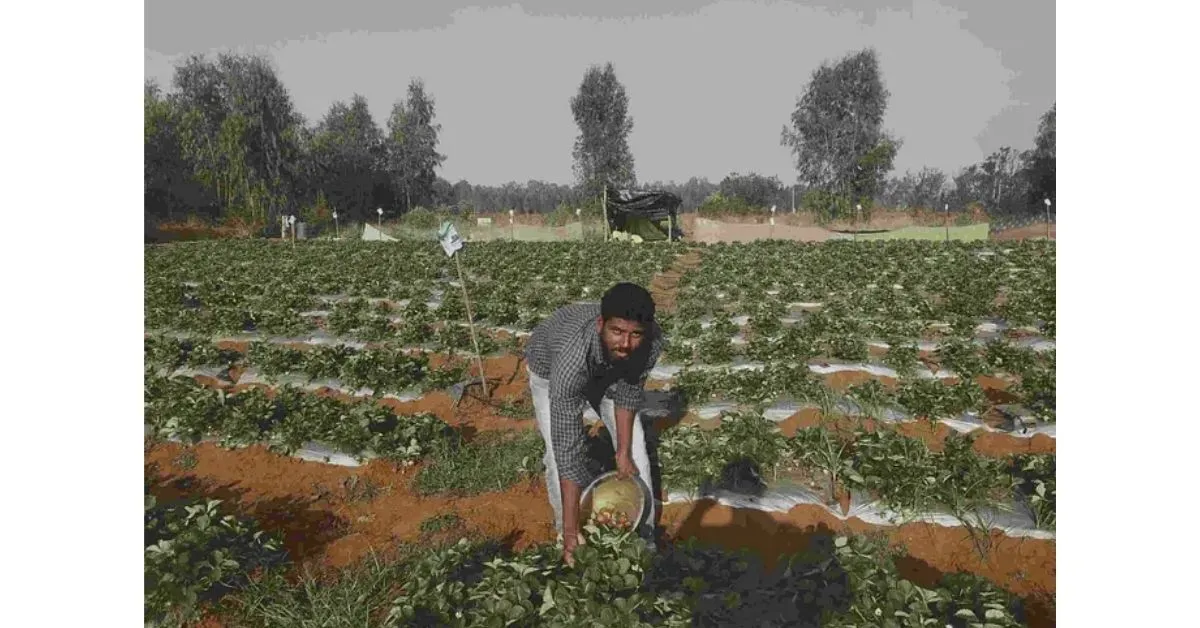 Grow Strawberries