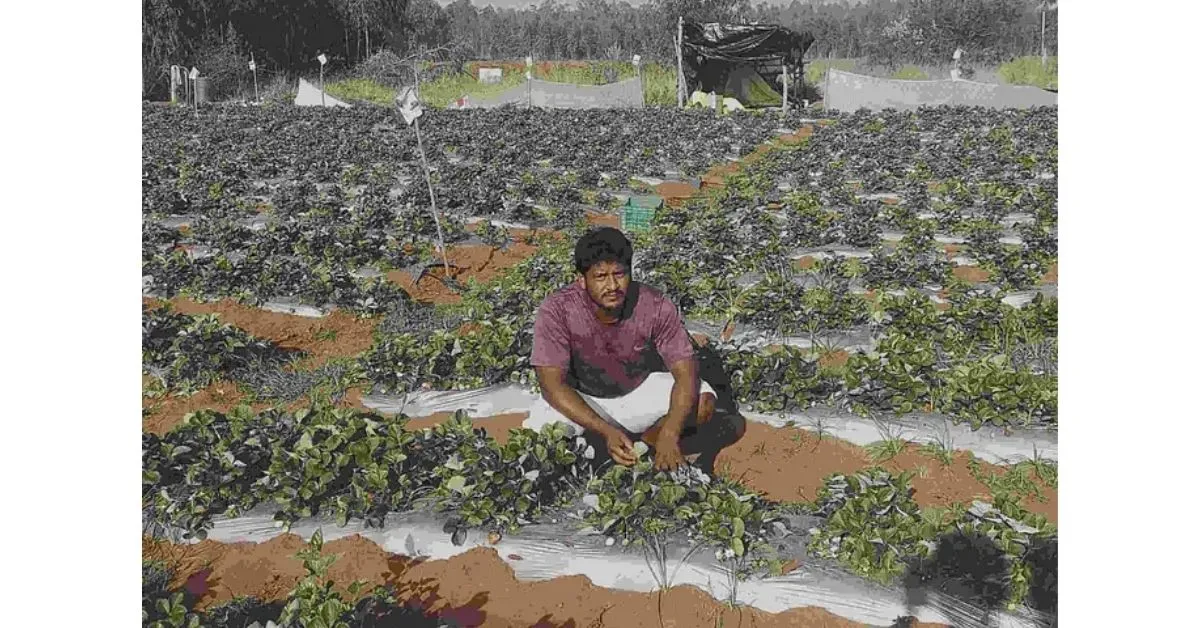 Grow Strawberries