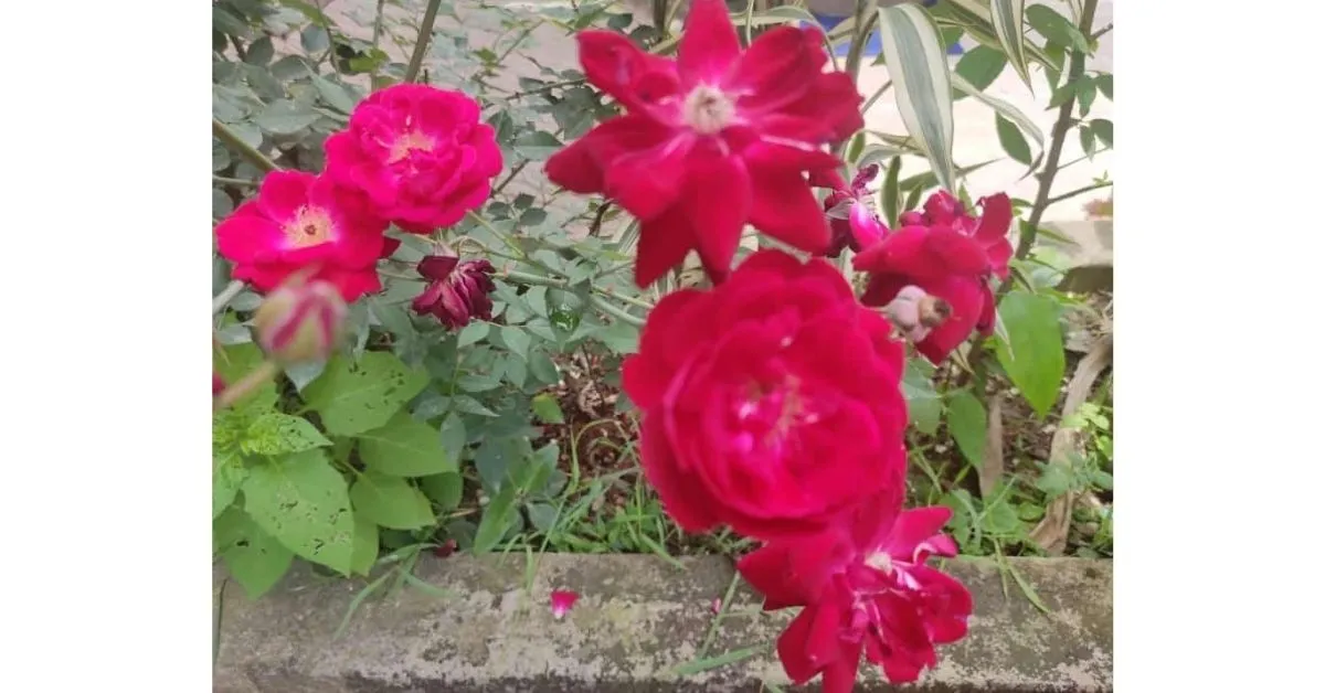 How To Grow Rose plant