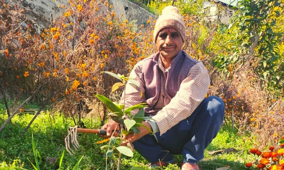 planting trees