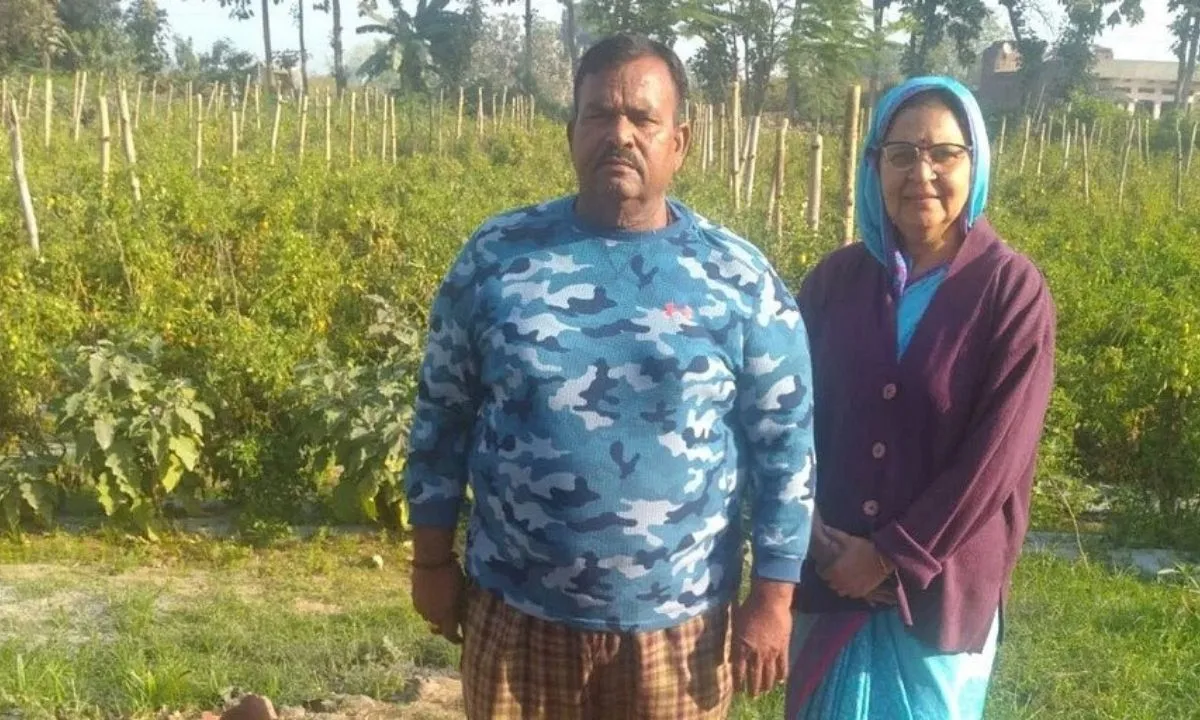 Tomato Farming 