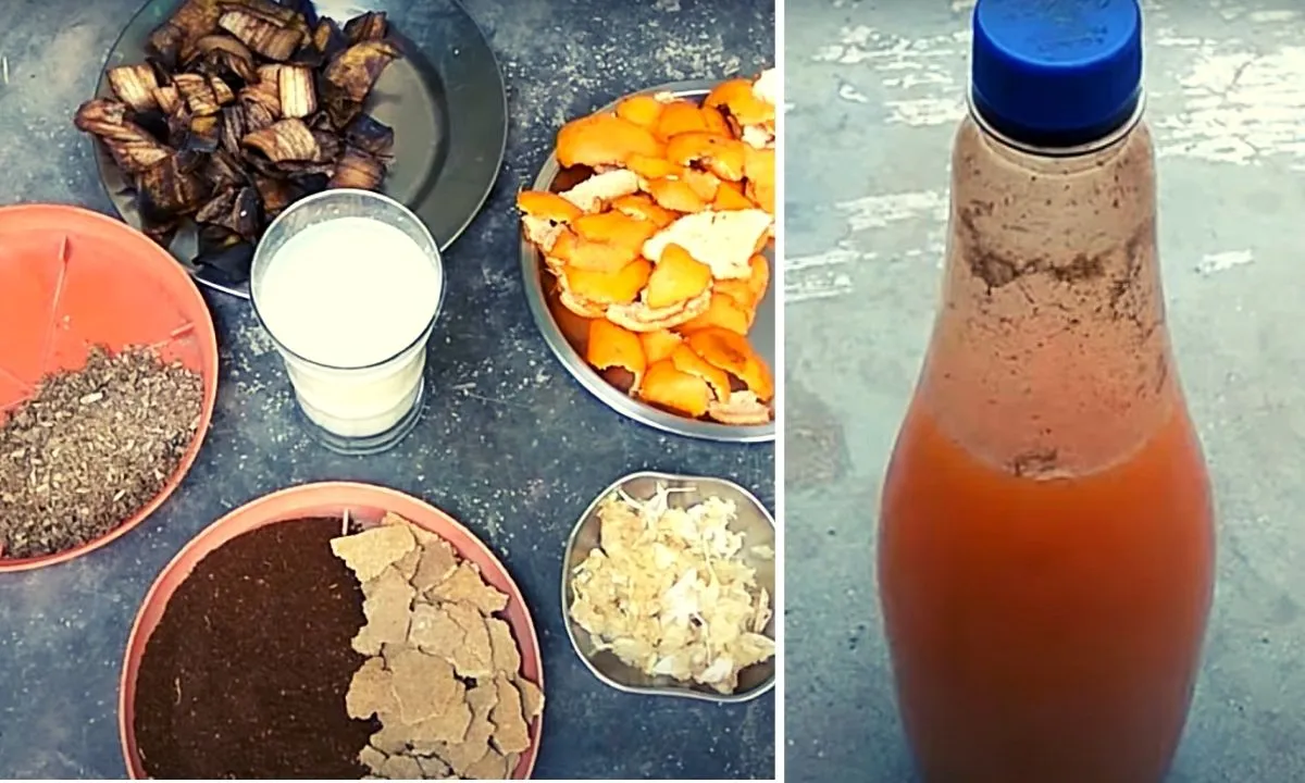 Organic NPK Fertilizer