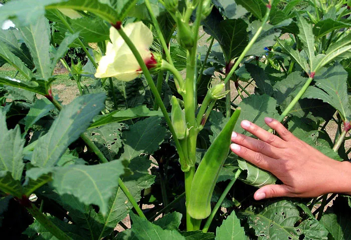 Summer Vegetables