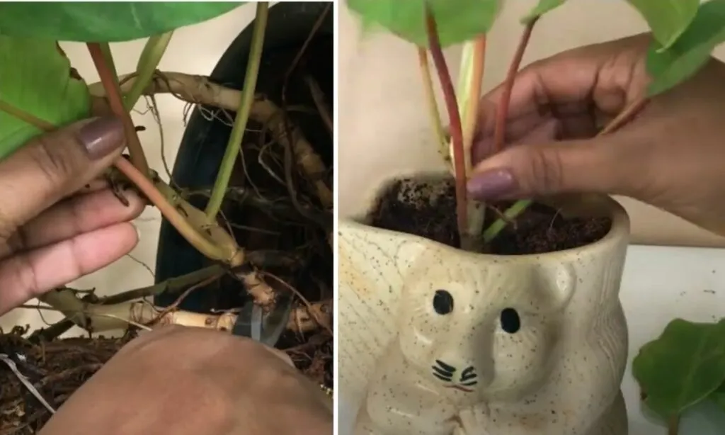 Indoor Plants