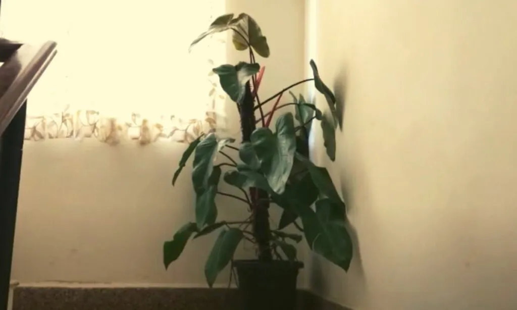 Philodendron