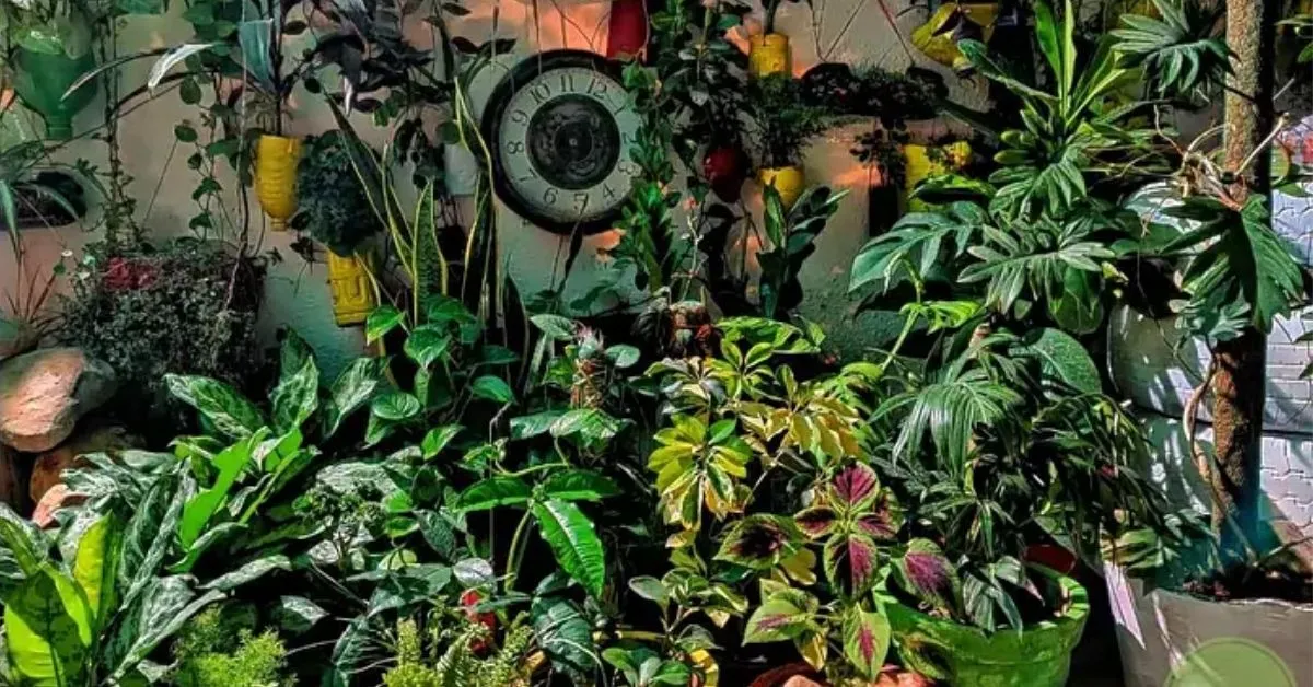 Plants In Coconut Shell