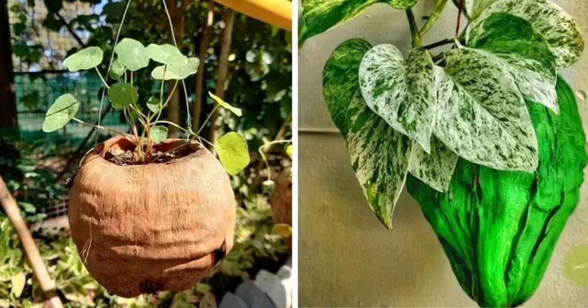 Plants In Coconut Shell