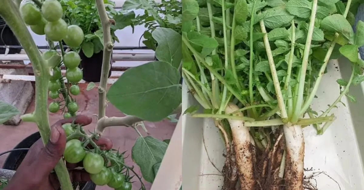 Hydroponic And Aquaponic Farming