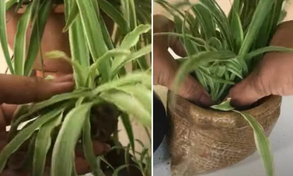 Indoor Plants