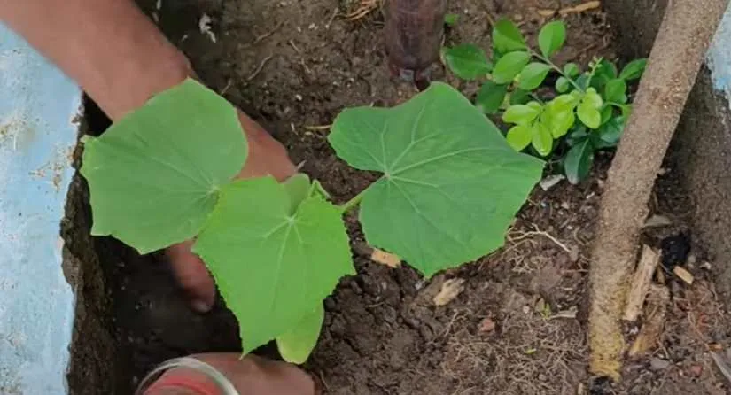  Grow Cucumber