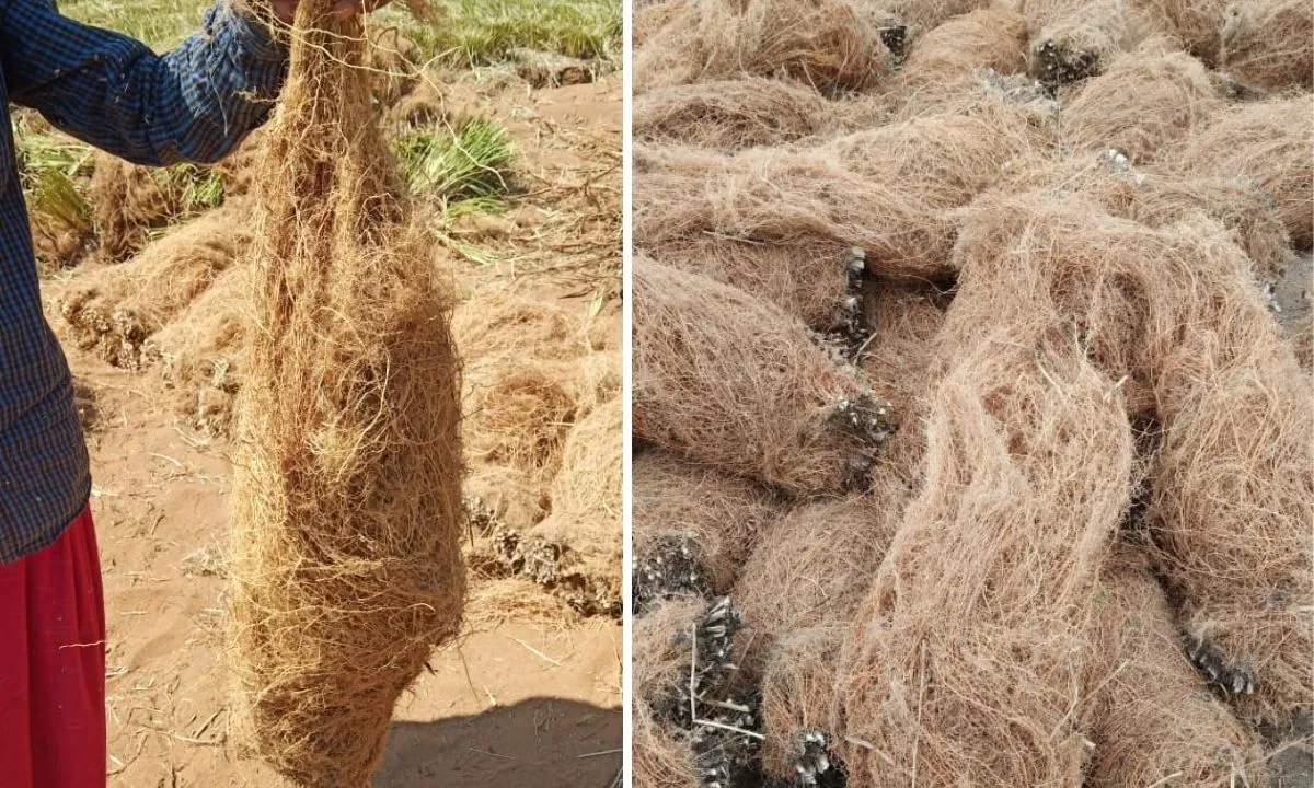 Vetiver Grass Farming