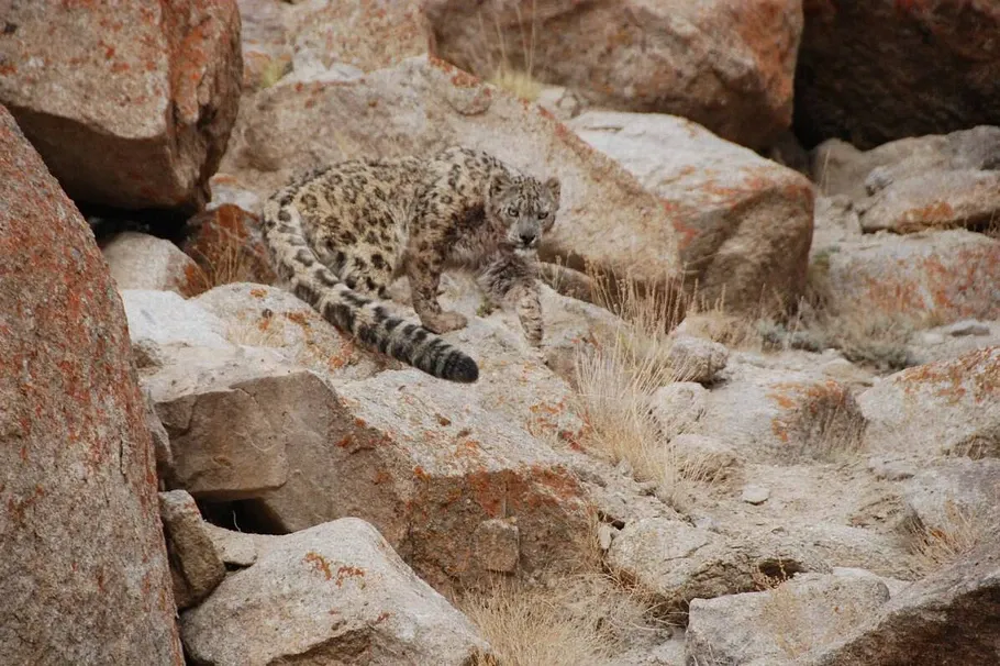 (Snow Leopard)