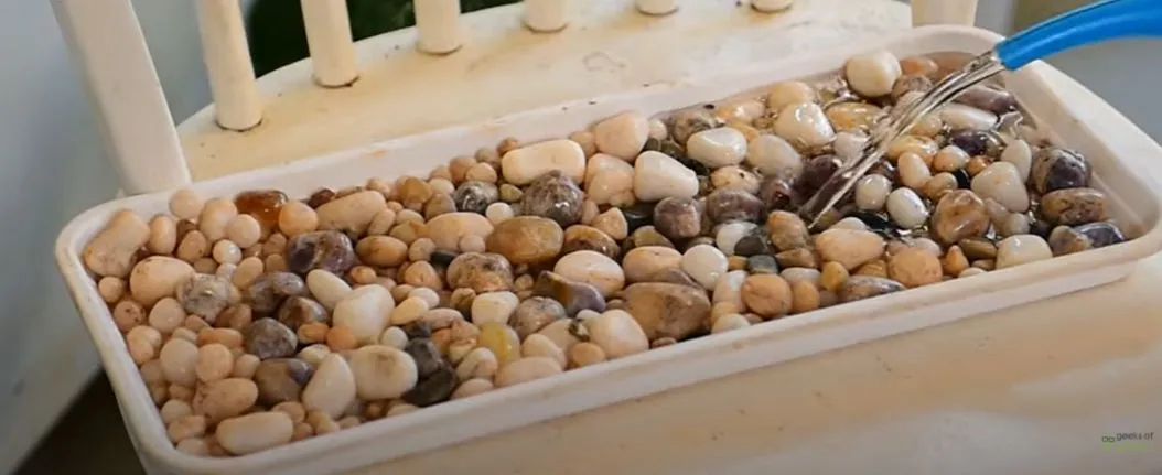 Summer Gardening Tips