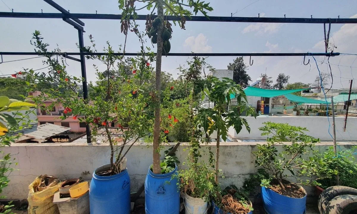 Rooftop Gardening