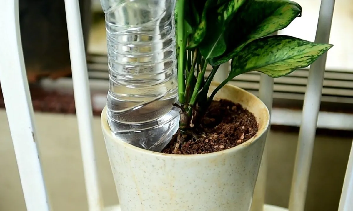 Summer Gardening Tips