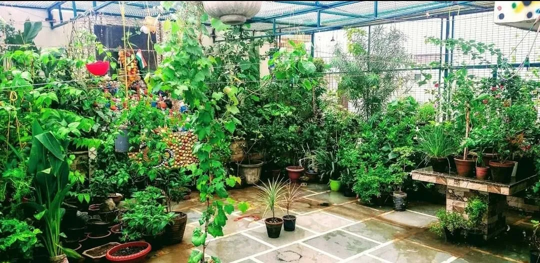 Terrace Garden in Delhi
