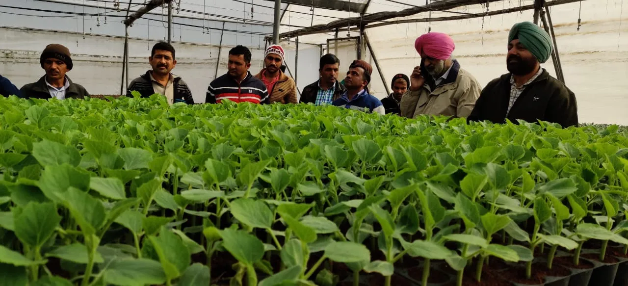 Haryana Nursery Farmer