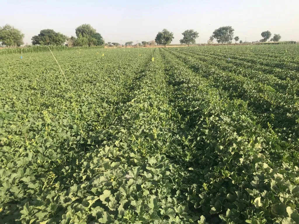 muskmelon farming
