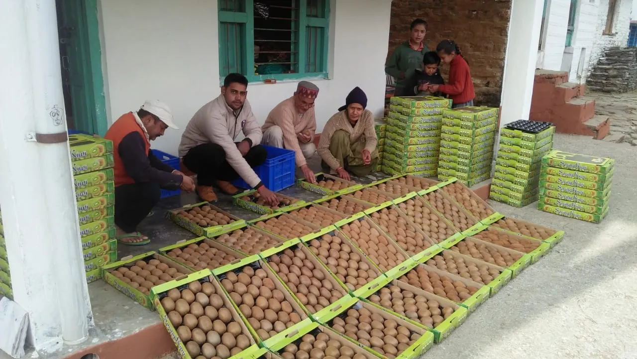 Kiwi Farming