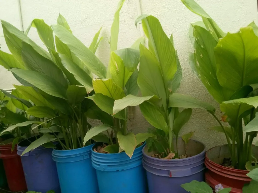 Growing Turmeric 