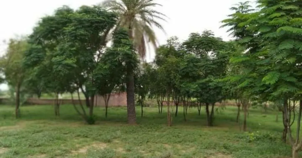rajasthan tree woman