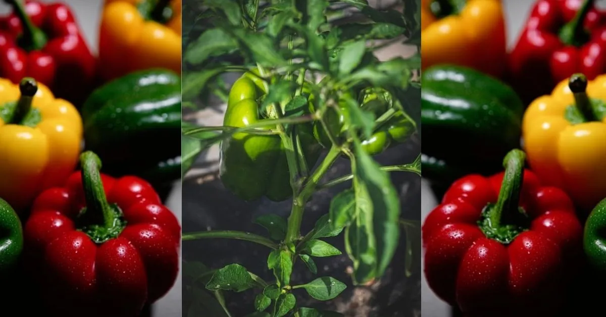 Vegetables To Grow In May