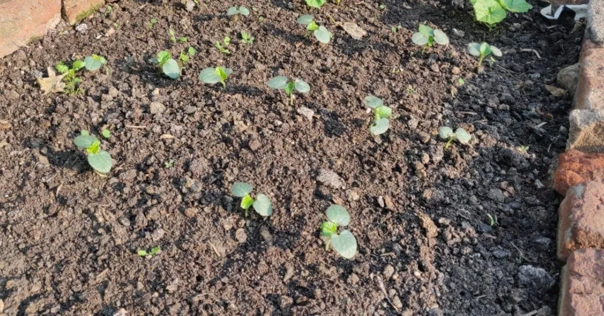 How To Grow Okra