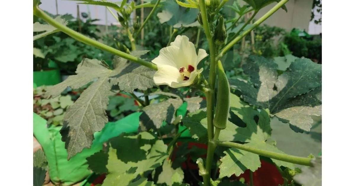 How To Grow Okra