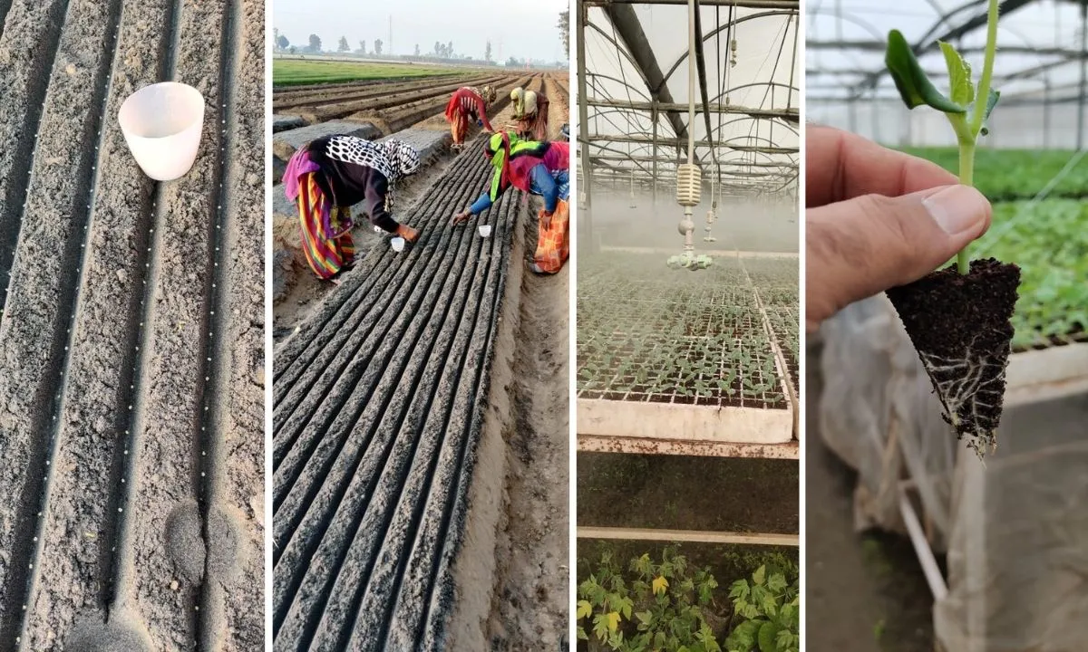 Haryana Nursery Farmer