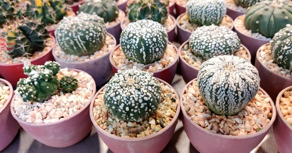How To Care For Succulents