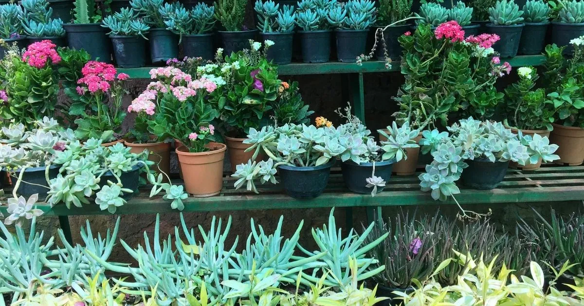 How To Care For Succulents