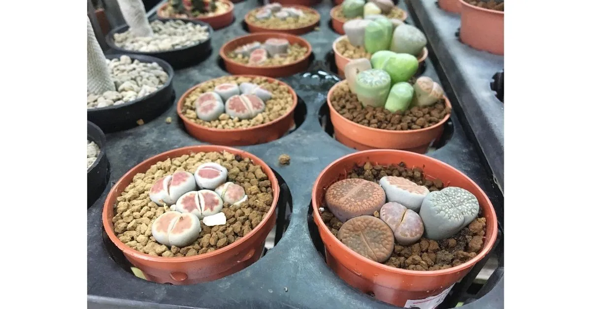 How To Care For Succulents