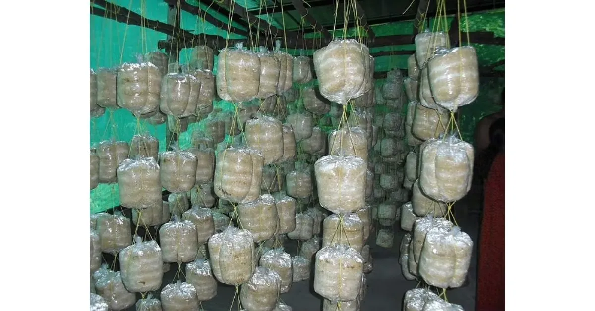 Mushroom Cultivation In Kerala