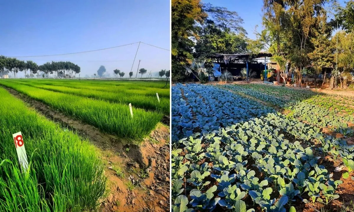 organic acre farm 