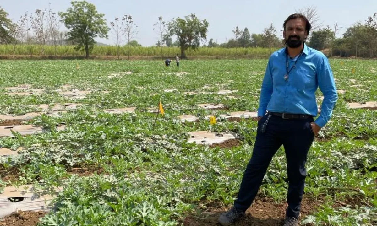 muskmelon farming